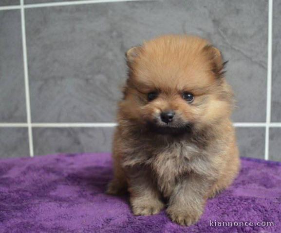 chiot spitz nain pour adoption 