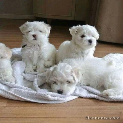 adorable chiot bichon maltais 