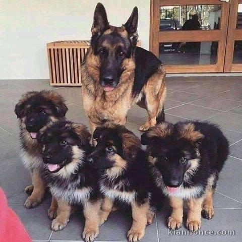 Bébé chiot berger allemand lof 