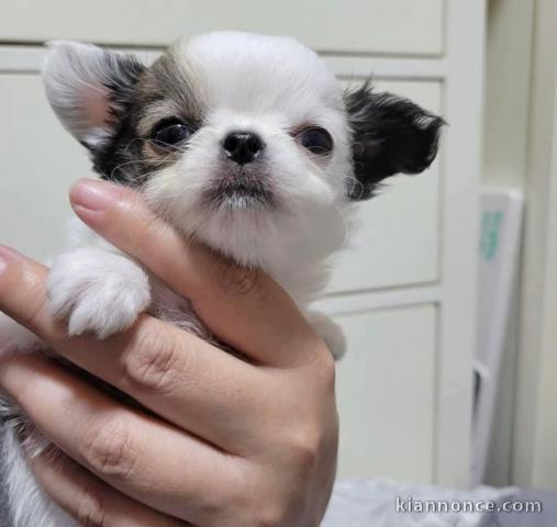 chiot chihuahua femelle disponible 