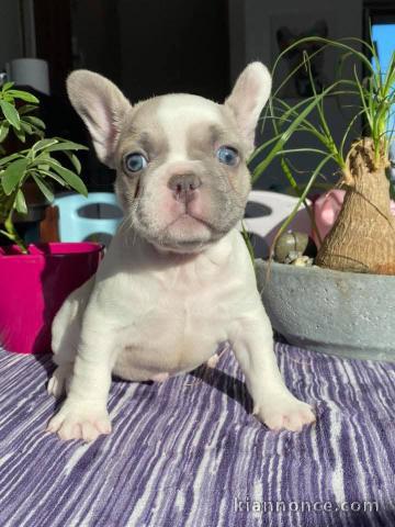 Chiot bouledogue français disponible 