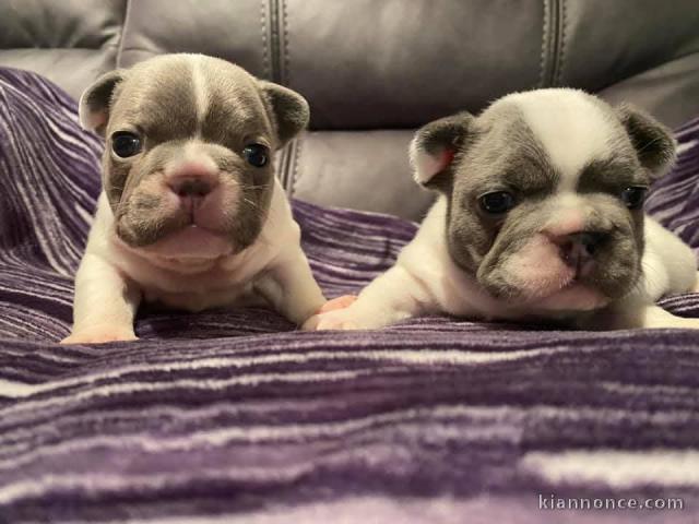 chiot bouledogue français disponible 