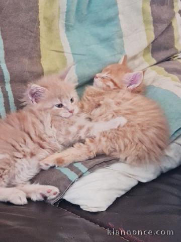 chaton Maine coon à donner 