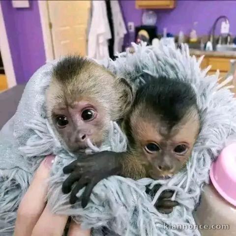Bébé singe capucin pour adoption 