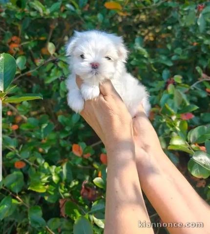 Un mâle a donner bichon maltais 