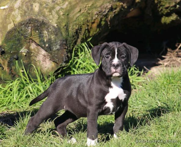 bébé chiot staffie pour adoption 