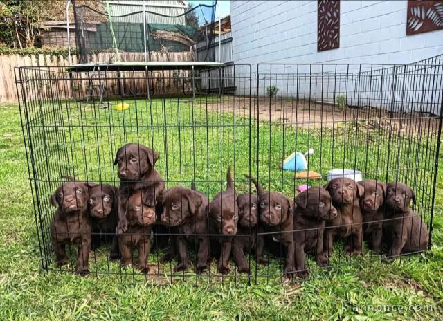 Adoption chiot labrador chocolat 