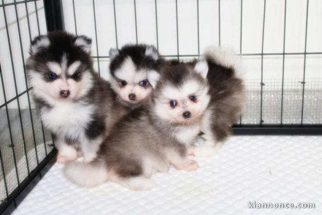 chiot pomsky à donner 