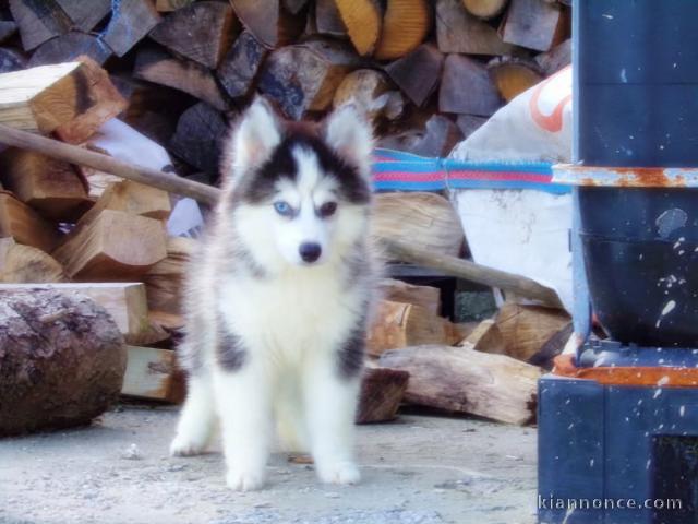 Femelle a donner pomsky 