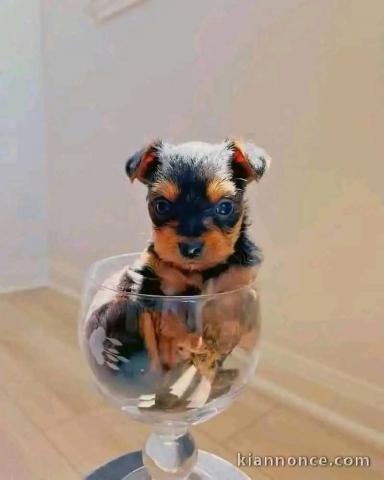 chiot Yorkshire terrier femelle 