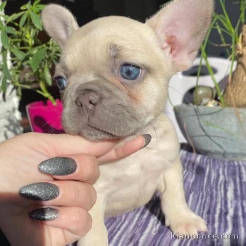 Femelle bouledogue français a donner 