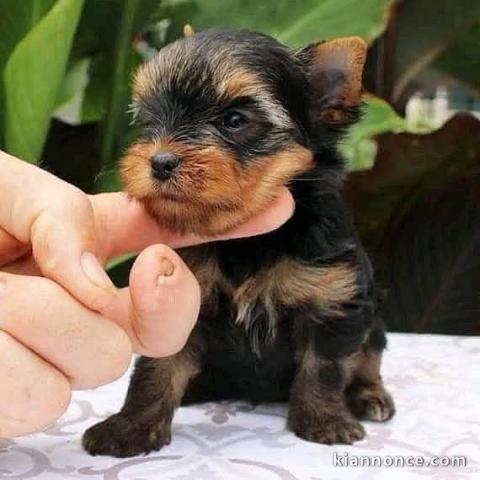 chiot Yorkshire terrier mâle disponible 