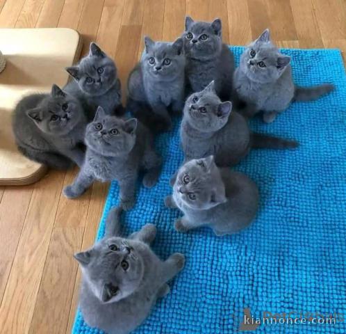 chaton chartreux disponible 