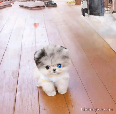 chiot spitz nain lof 