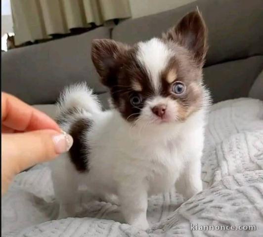 chiot chihuahua mâle a donner 