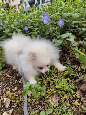 chiot spitz allemand race pure adorable 