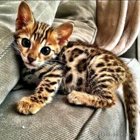 Je donne chaton Bengal disponible 