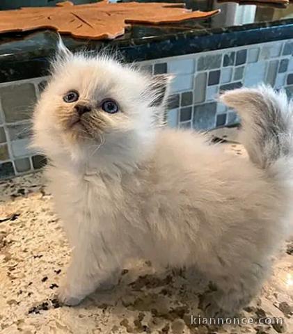 Chaton ragdoll femelle a donner 