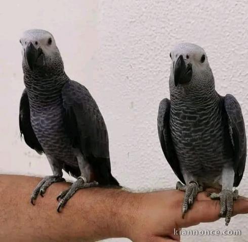 Couple perroquet gris Gabon adopter 