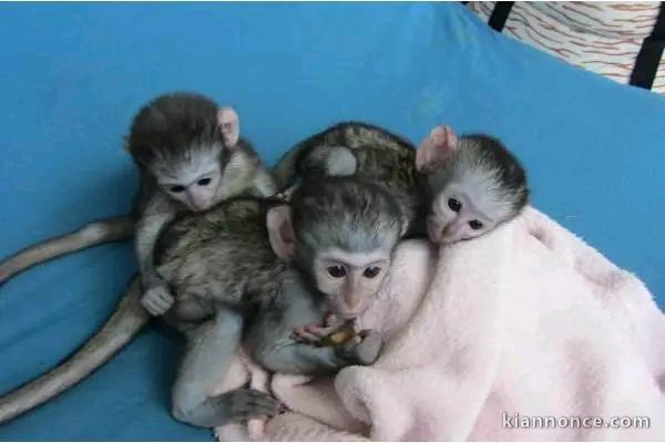 Adoption singe 🐒 capucin disponible 