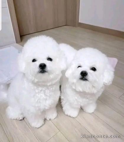 Bichon maltais à donner 