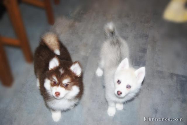 chiot pomsky mâle disponible 