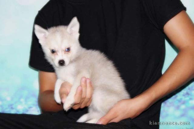 Je donne chiot pomsky mâle 