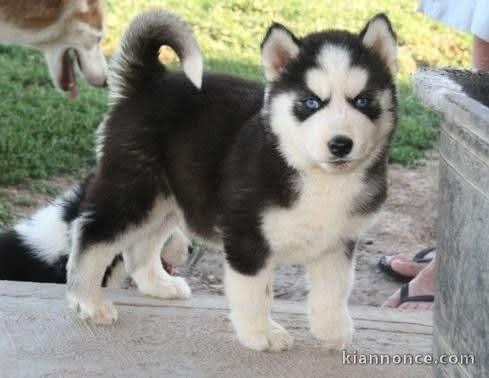 chiot pomsky femelle magnifique 