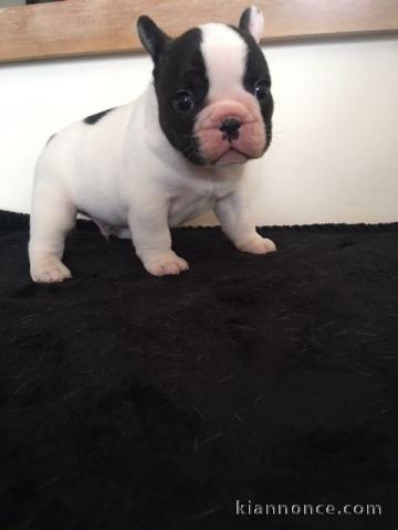 Un mâle chiot bouledogue français 