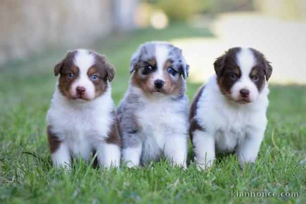 chiot berger australien disponible 
