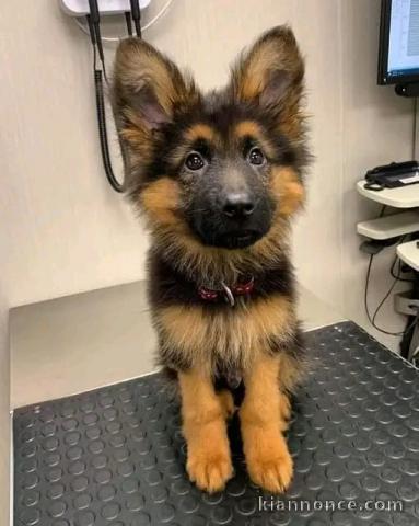 chiot berger allemand lof disponible 