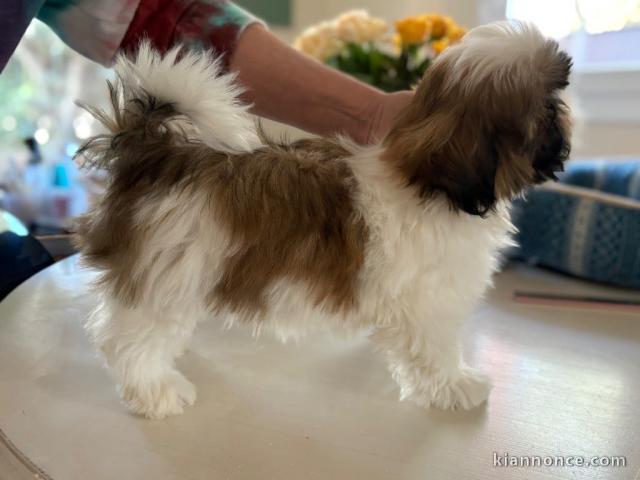chiot Shih Tzu disponible pour adoption 