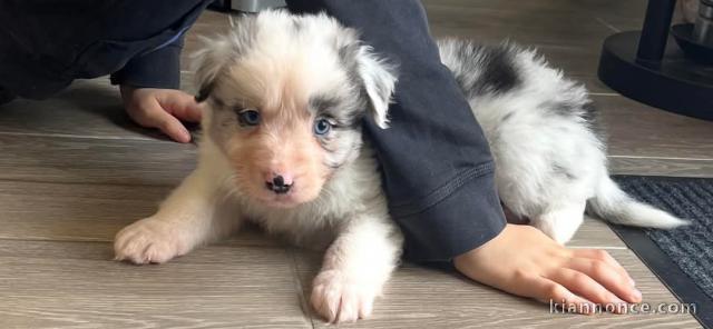 chiot berger australien mâle adorable 
