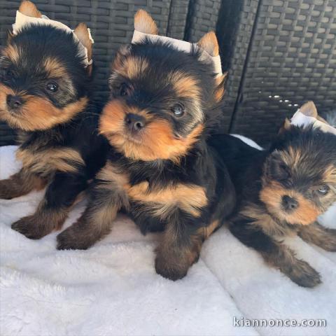Adoption chiot Yorkshire disponible 
