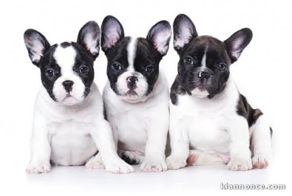 chiot bouledogue français a donner 