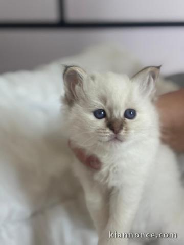 chaton sacré brimanie a donner 