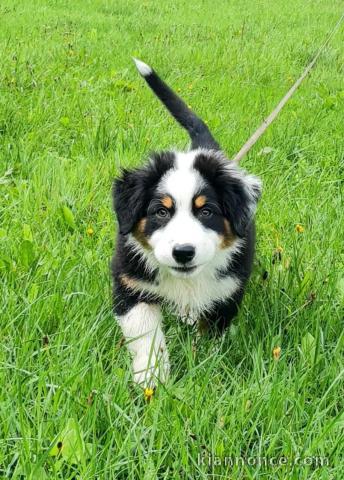 chiot berger australien femelle 