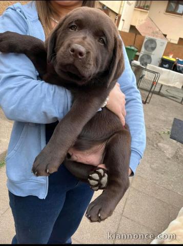 chiot labrador chocolat a donner 