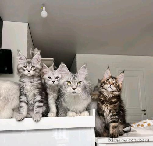 Adorable chaton Maine coon LOOF 