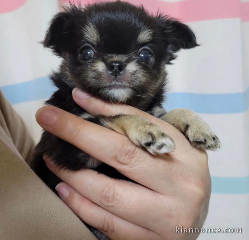 chiot chihuahua à donner 