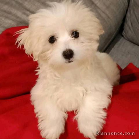 chiot bichon maltais mâle a donner 