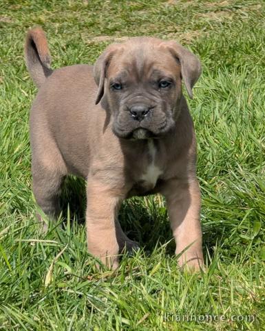 chiot Cane Corso lof mâle 