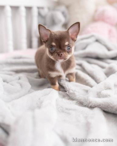 chiot chihuahua disponible de suite 