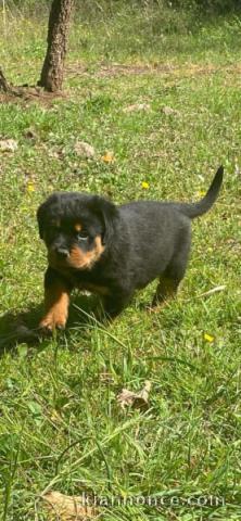 chiot rottweiler disponible a donner 