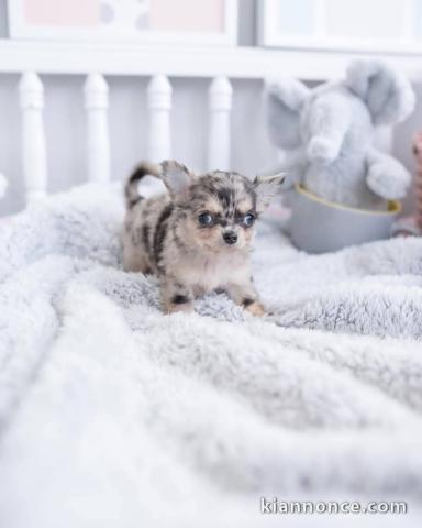 adoption chiot chihuahua mâle 