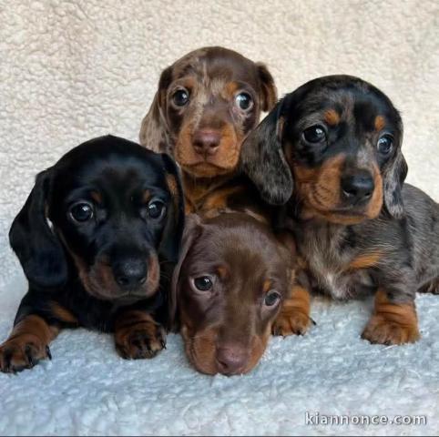 chiot teckel a vendre 