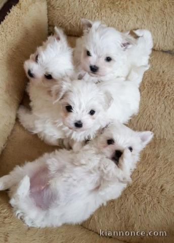 chiot bichon maltais mâle a donner 