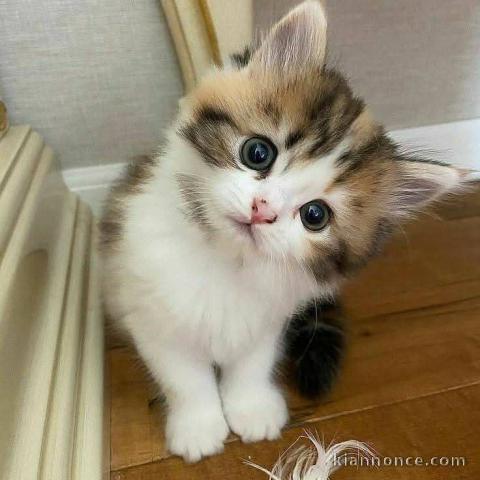 chaton a donner disponible 