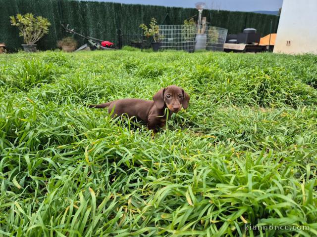 chiot Teckels pour adoption 