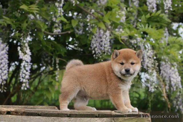 chiot Shiba inu a donner femelle 